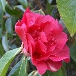 Camellia ellátás és termesztése az otthoni