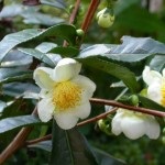 Camellia ellátás és termesztése az otthoni