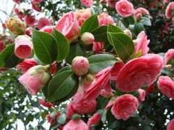 Camellia - a termesztési és ápolási