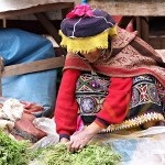 A burgonya művelték az ősi indiánok Titicaca-tó, ez lehet szülővárosában
