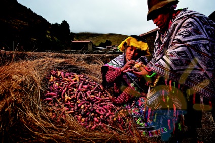 A burgonya művelték az ősi indiánok Titicaca-tó, ez lehet szülővárosában