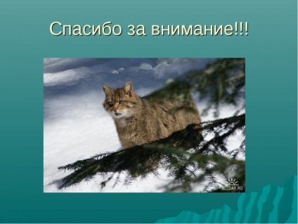 Kaukázusi erdei macska