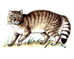 Kaukázusi vadmacska (felis silvestris) (cat) Kaukázusi vadmacska (felis silvestris)