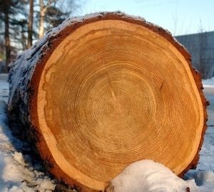 Ragasztott faanyag - az érvek és ellenérvek, gyártása és felhasználása