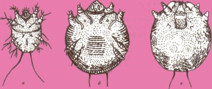 Knemidokoptozy (láb rüh), a fő mezőgazdasági portál - szól az üzleti mezőgazdaságban (rüh) Knemidokoptozy (láb rüh), a fő mezőgazdasági portál - szól az üzleti mezőgazdaság