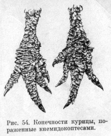 Knemidokoptoz csirkék (csirkék knemidokoptoz) Knemidokoptoz csirkék