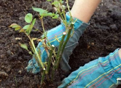 Amikor ez a legjobb a transzplantációt rózsák egy másik helyen a ősszel vagy tavasszal