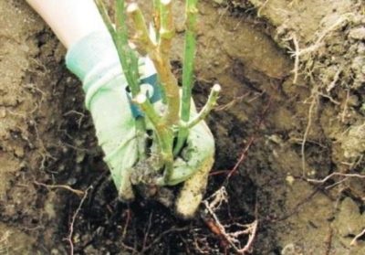 Amikor ez a legjobb a transzplantációt rózsák más helyen az ősszel vagy tavasszal (hely) Amikor ez a legjobb a transzplantációt rózsák egy másik helyen a ősszel vagy tavasszal
