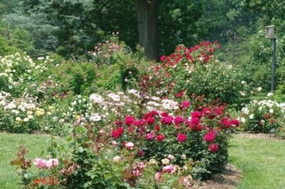 Amikor ez a legjobb a transzplantációt rózsák más helyen az ősszel vagy tavasszal (tavaszi) Amikor ez a legjobb a transzplantációt rózsák egy másik helyen a ősszel vagy tavasszal