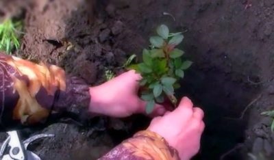 Amikor ez a legjobb a transzplantációt rózsák más helyen az ősszel vagy tavasszal (transzplantációs) Amikor ez a legjobb a transzplantációt rózsák egy másik helyen a ősszel vagy tavasszal