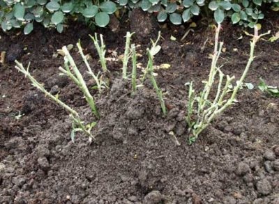 Amikor ez a legjobb a transzplantációt rózsák más helyen az ősszel vagy tavasszal (ősszel) Amikor ez a legjobb a transzplantációt rózsák egy másik helyen a ősszel vagy tavasszal