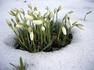 Amikor nyíló hóvirág természet felébred