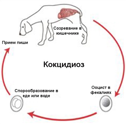 Kokcidiózis kutyák tünetei és kezelése, mind a kutyák