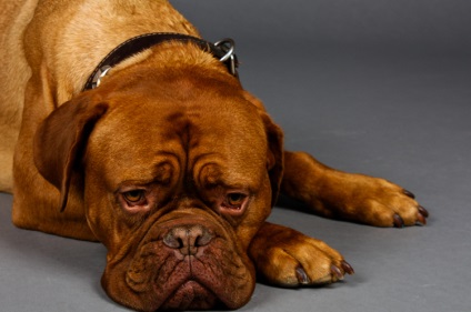 Kokcidiózis kutyák tünetei és kezelése, mind a kutyák
