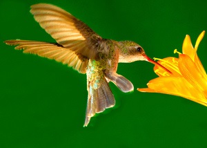 Kolibri külső megjelenésű és mennyit nyom, hol lakik, és mit eszik a madár