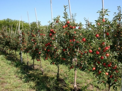 Oszlopos és törpe almafák - ültetés és gondozás