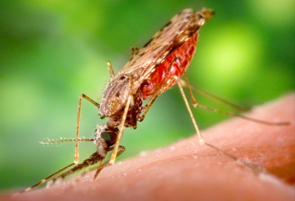 A szúnyog Anopheles vagy rendes - hogyan megkülönböztetni őket