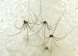 A szúnyog Anopheles vagy rendes - hogyan megkülönböztetni őket