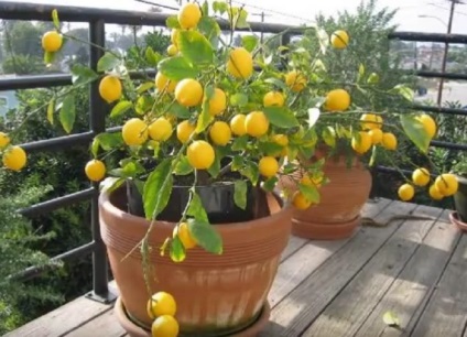Szoba citrom -, hogyan kell gondoskodni otthon