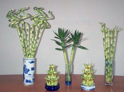 Bamboo magvak ellátás, termesztés és tenyésztés