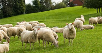 Etetés adagokat és a juhok egész évben