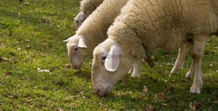 Etetés adagokat és a juhok egész évben