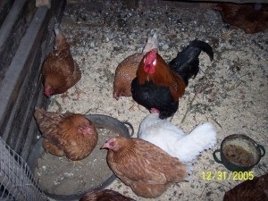 Etetés csirke otthon, otthon farm