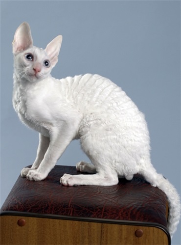 Cornish Rex macska fajta, fotó, történelem, karakter, karbantartásáról, az ár (gondozás és karbantartás) Cornish Rex macska fajta, fotó, történelem, karakter, karbantartásáról, árak