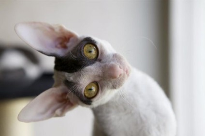 Cornish Rex macska fajta, fotó, történelem, karakter, karbantartásáról, az ár (történet) Cornish Rex macska fajta, fotó, történelem, karakter, karbantartásáról, árak
