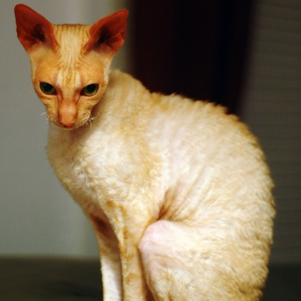 Cornish Rex macska fajta, fotó, történelem, karakter, karbantartásáról, árak