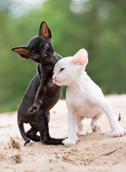 Cornish Rex macska fajta, fotó, történelem, karakter, karbantartásáról, az ár (Cornish Rex) Cornish Rex macska fajta, fotó, történelem, karakter, karbantartásáról, árak
