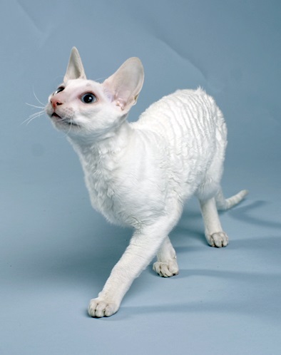 Cornish Rex macska fajta, fotó, történelem, karakter, karbantartásáról, az ár (macska fajta) Cornish Rex macska fajta, fotó, történelem, karakter, karbantartásáról, árak
