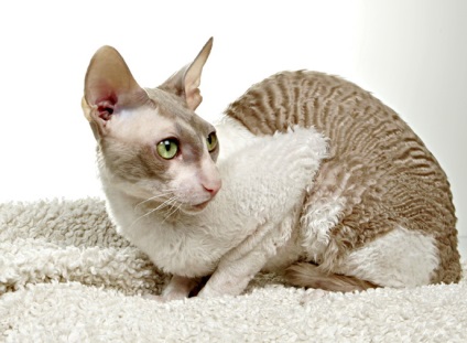 Cornish Rex macska fajta, fotó, történelem, karakter, karbantartásáról, az ár (fotó) Cornish Rex macska fajta, fotó, történelem, karakter, karbantartásáról, árak