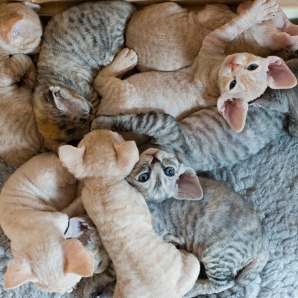 Cornish Rex macska fajta, fotó, történelem, karakter, karbantartásáról, az ár (rock) Cornish Rex macska fajta, fotó, történelem, karakter, karbantartásáról, árak