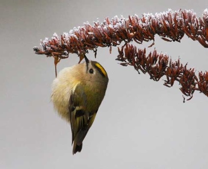 Wren bird ökörszem, az ökörszem legendák állatok