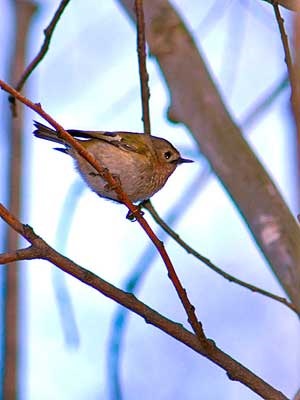 Wren bird ökörszem, az ökörszem legendák állatok