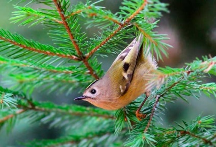 Wren bird ökörszem, az ökörszem legendák állatok