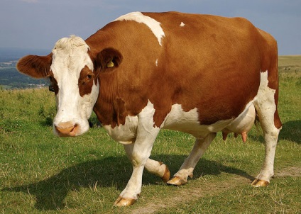 A tehén - tehén otthon - gondoskodás a tehén (a tehén) A tehén - tehén otthon - gondoskodás a tehén
