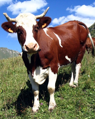 A tehén - tehén otthon - gondoskodás a tehén