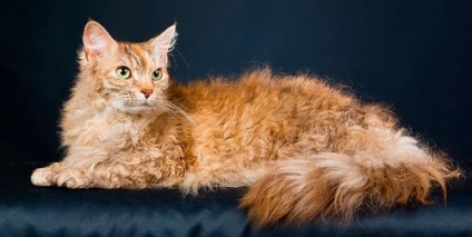 Кішка лаперм опис породи, фото, відгуки