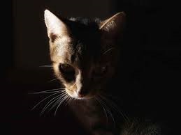 A macska meows éjjel, én háziállatok