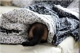 A macska meows éjjel, én háziállatok (meows) A macska meows éjjel, én háziállatok