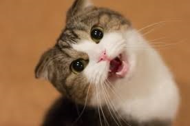 A macska meows éjjel, én háziállatok (háziállatok) A macska meows éjjel, én háziállatok