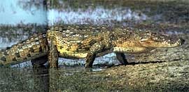 Krokodil parazita Reptile Land - G-Portál