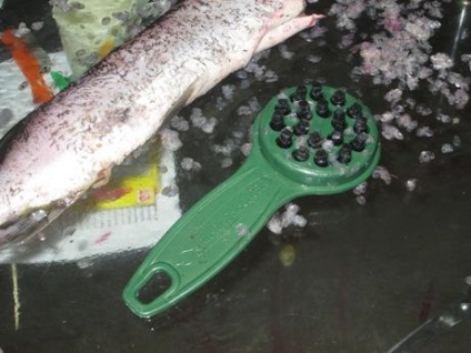 Receptek otthoni főzés - milyen egyszerű, hogy tisztítsa meg a halakat (FISH tisztítás előtt) Receptek otthoni főzés - ez könnyen tisztítható hal