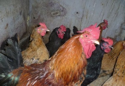 Tyúkok Leghorn csirke fajta leírását, jellemzőit, a peterakás fajtához
