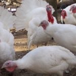 Csirkék tenyészteni spanyol golosheyka leírás Photo