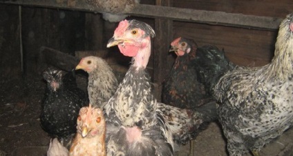 Csirkék tenyészteni spanyol golosheyka leírás Photo