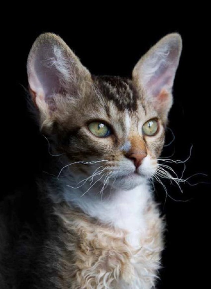 Laperm macska fotó, ár, fajta leírás, karakter, videó, óvodák - murkote körülbelül macskák és macskák