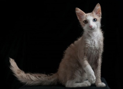 Laperm macska fotó, ár, fajta leírás, karakter, videó, óvodák - murkote körülbelül macskák és macskák